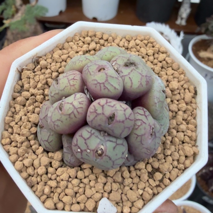 猴面青肌1766 （满28包邮）