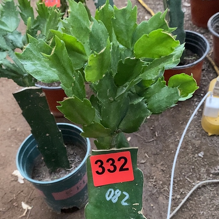 无花朵用****0082，332号新疆不包邮