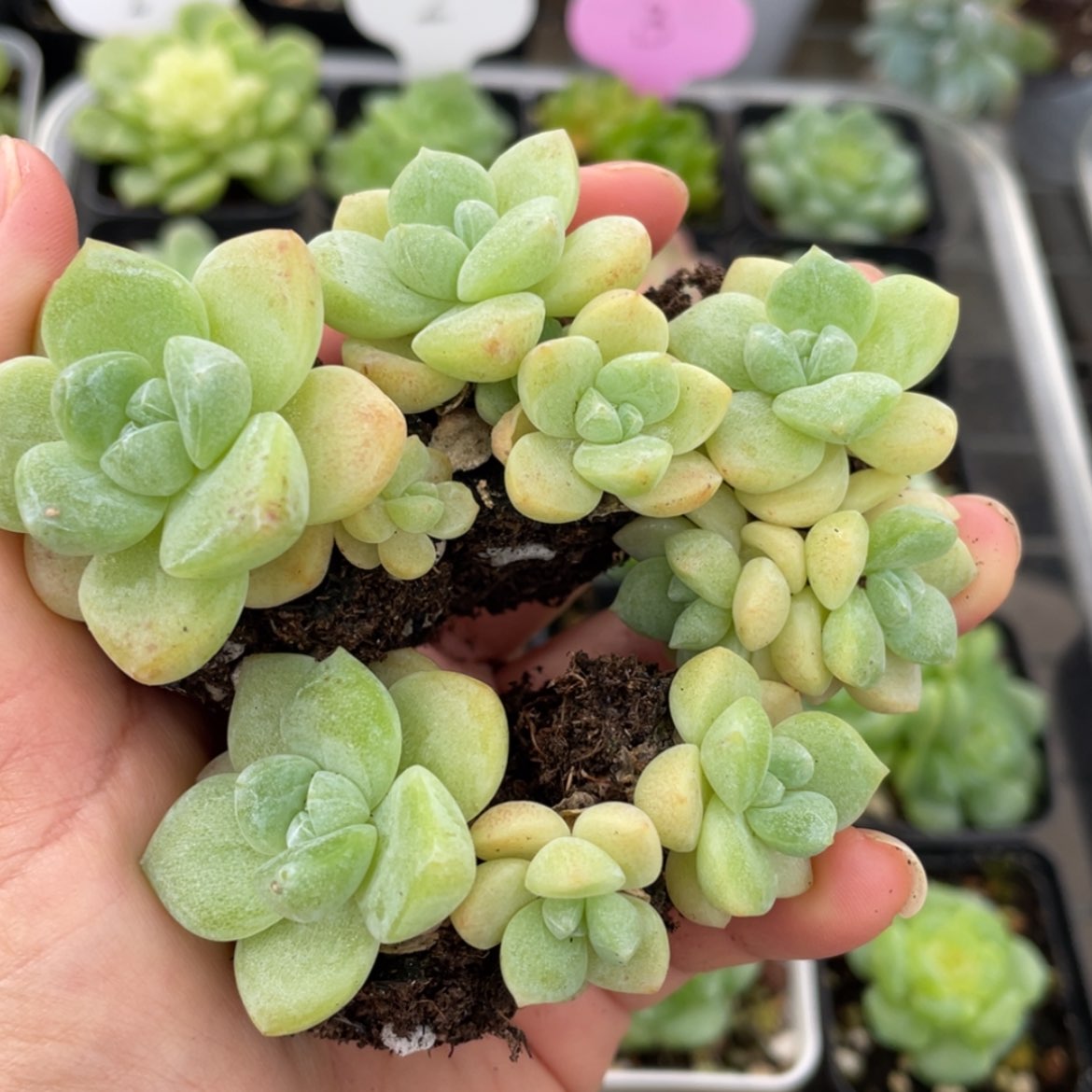 【闪购商品】福利冰玉1组 冰玉冰玉