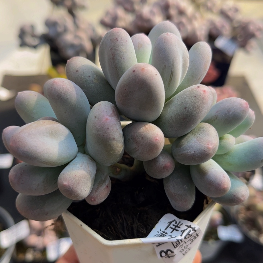 884/8cm米可奶多肉植物