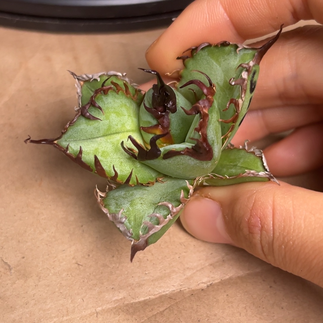 大***错龙舌兰仁王冠优选顶芽