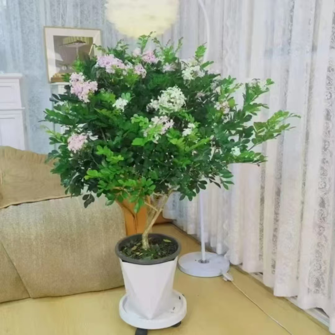 00【送白色菱形盆50-60高度】九里香盆栽浓香型客厅阳台室内 qc