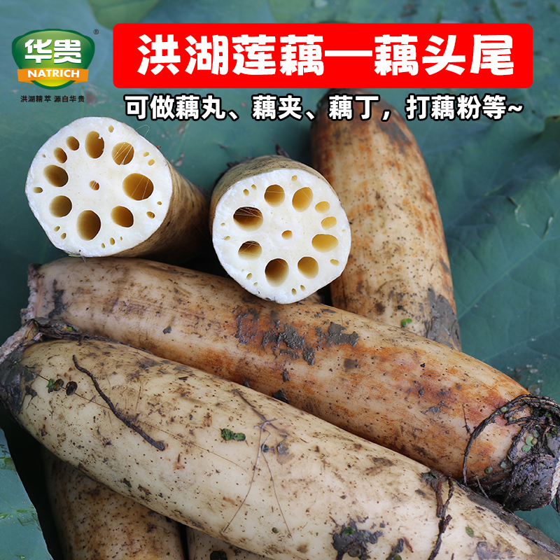 【华贵】湖北洪湖新鲜莲藕头莲藕尾现挖藕片清炒凉拌手工藕丸藕粉