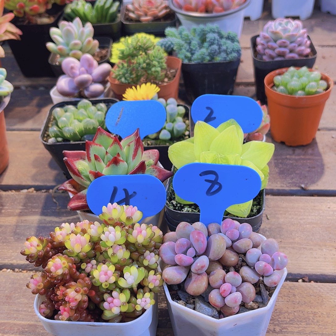 红乌木➕黄金雨露➕七彩龙珠➕桃蛋