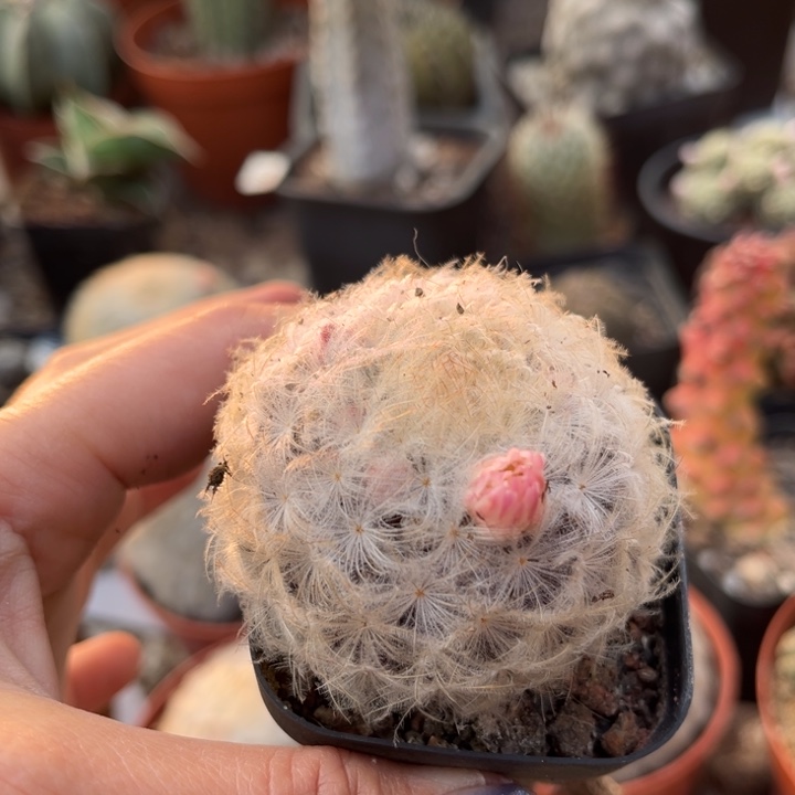 仙人球一物一拍实生