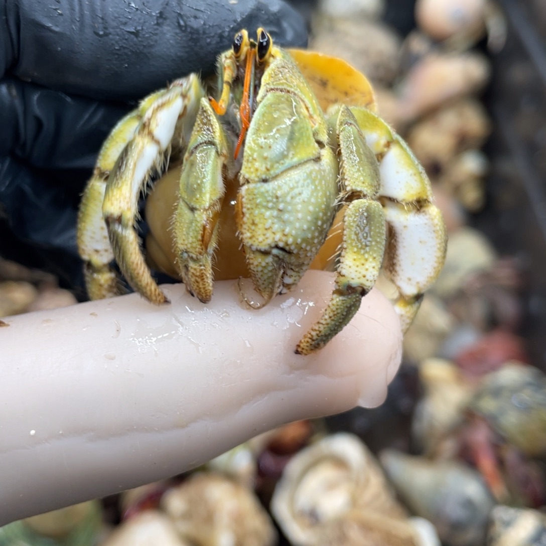 不退不换活体宠物45