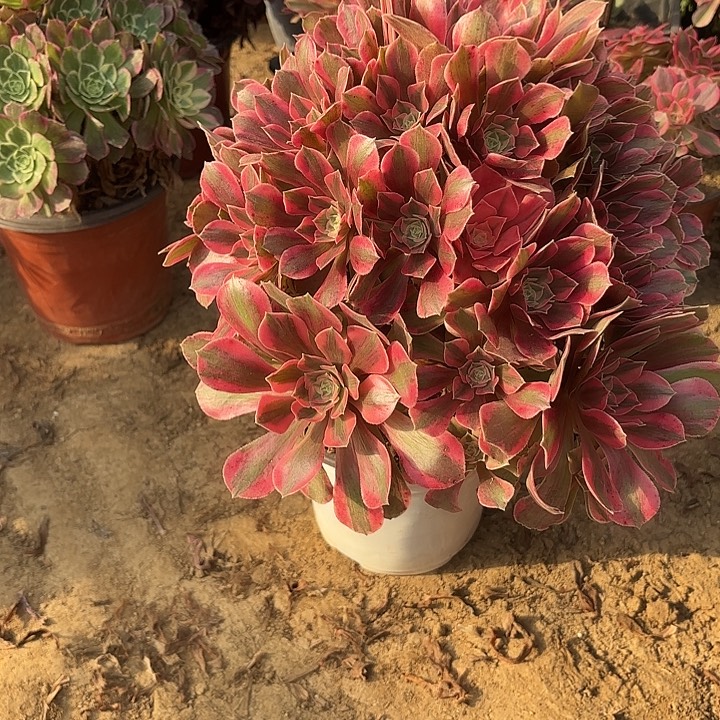 紫***桐多肉植物法师女妖17
