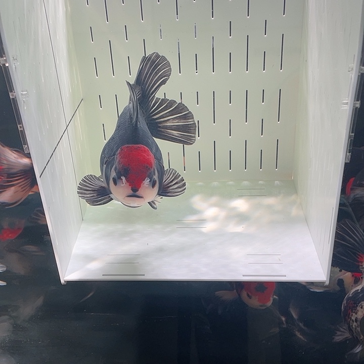 金鱼红头黑袍的玛丽泰狮