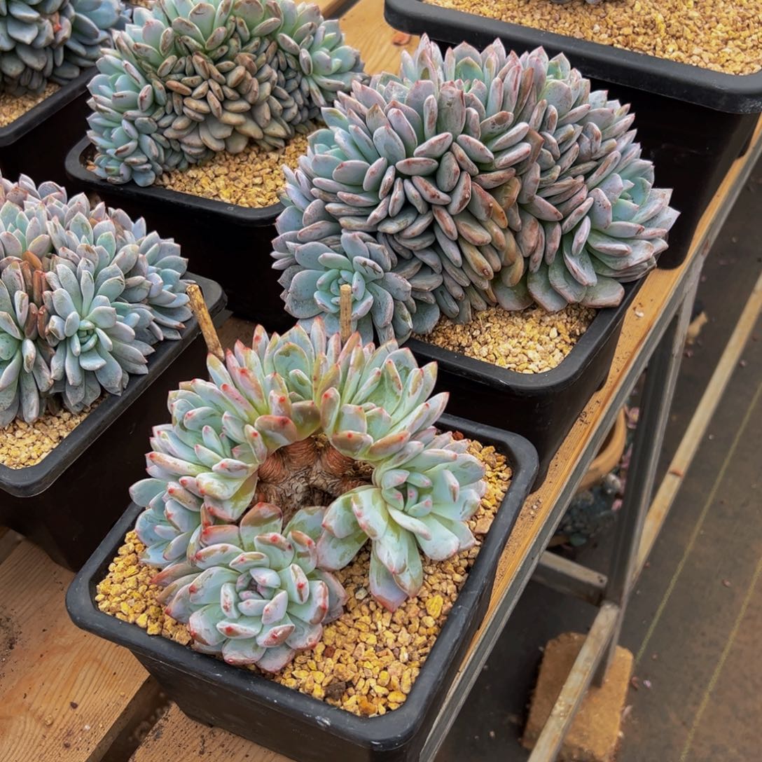 爆***静遇见多肉园艺静星影朵缀2颗