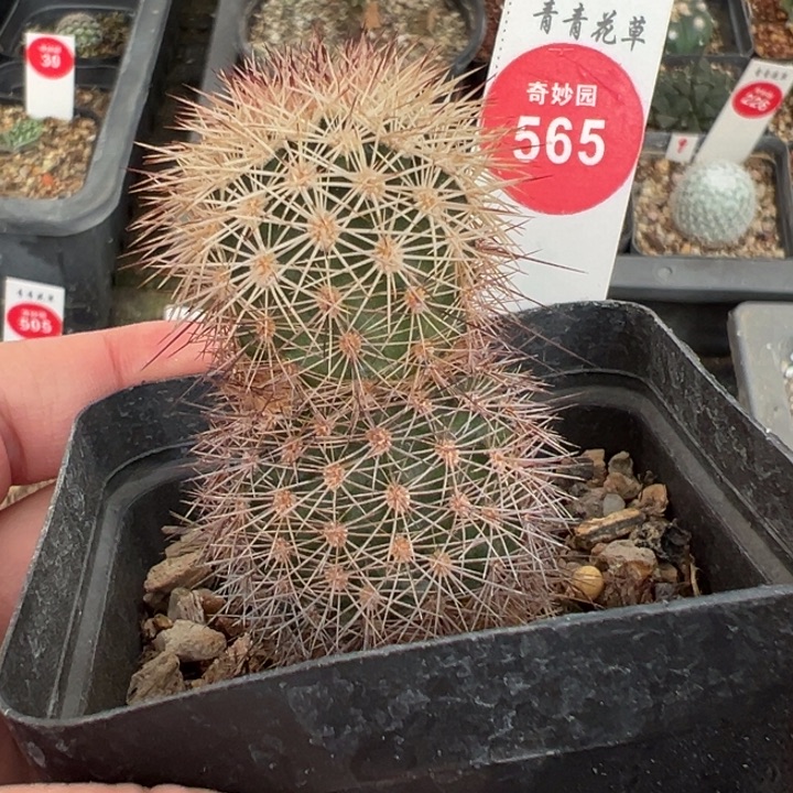 实生球上蜡球御旗虾一棵