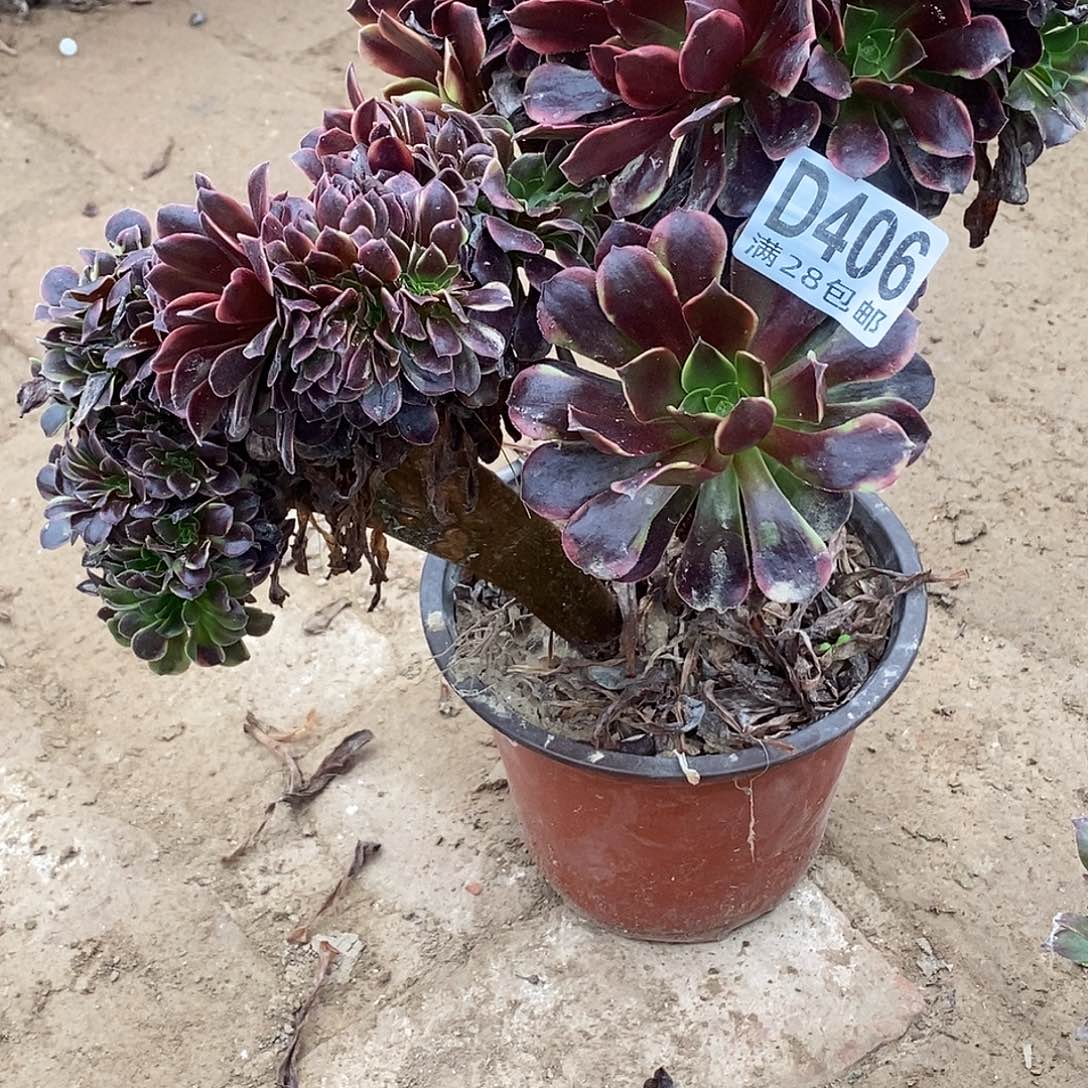 406 多肉植物不包断枝