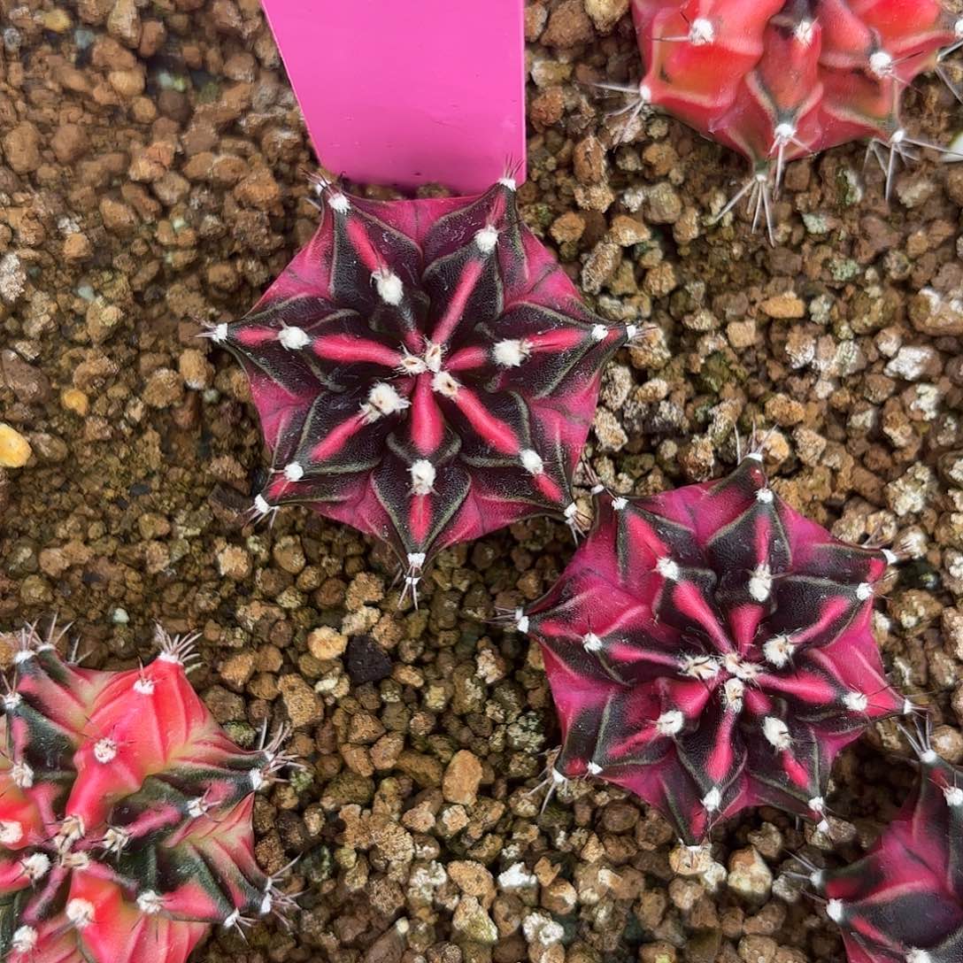 57-0907福利价多肉