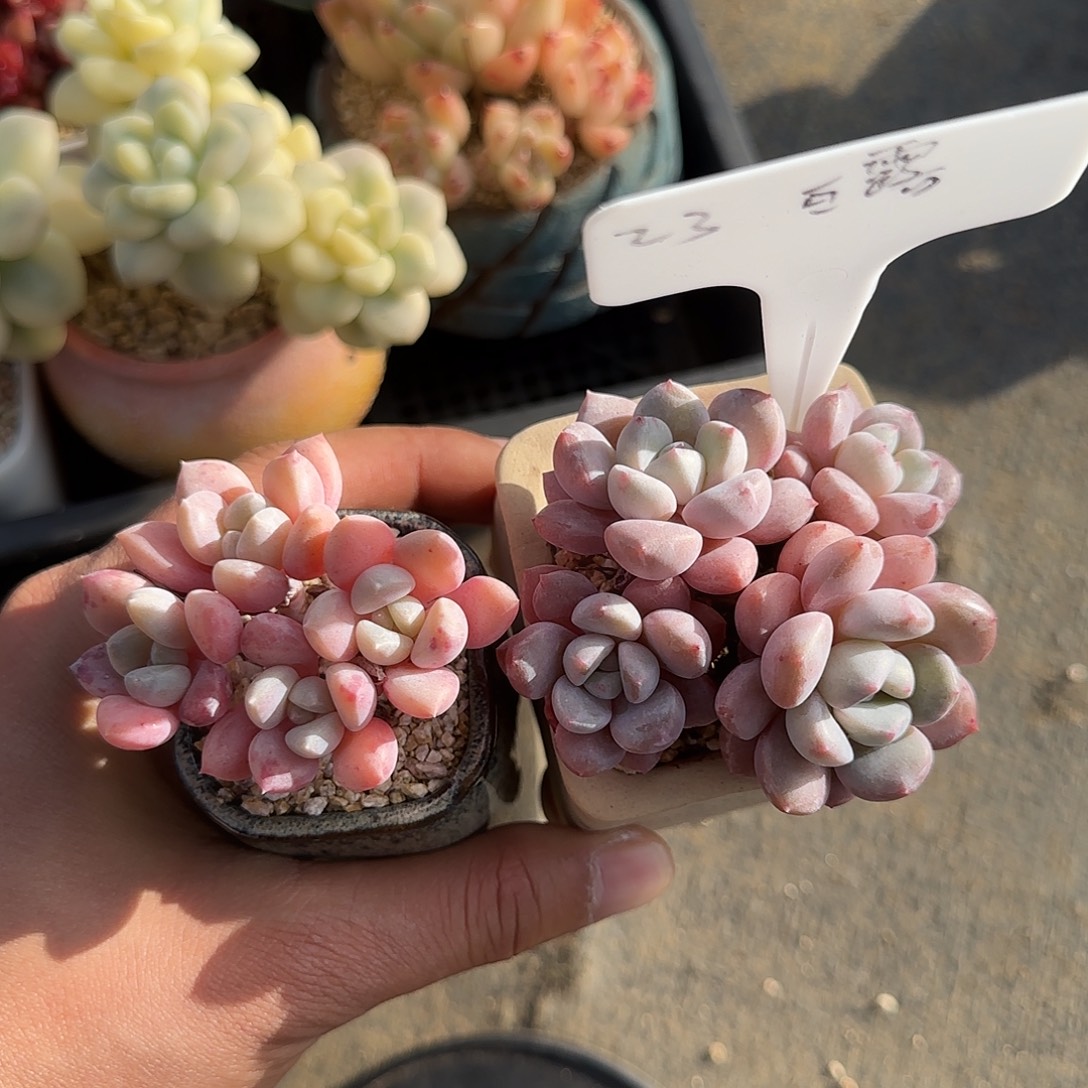 白鹭不带盆土发货