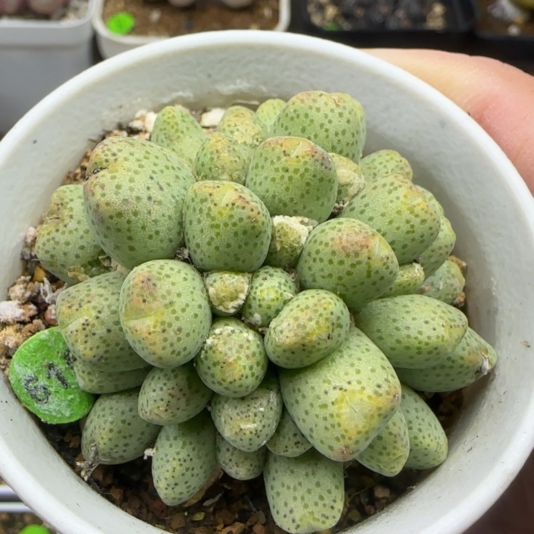 蟠桃斑马群54头多肉植物