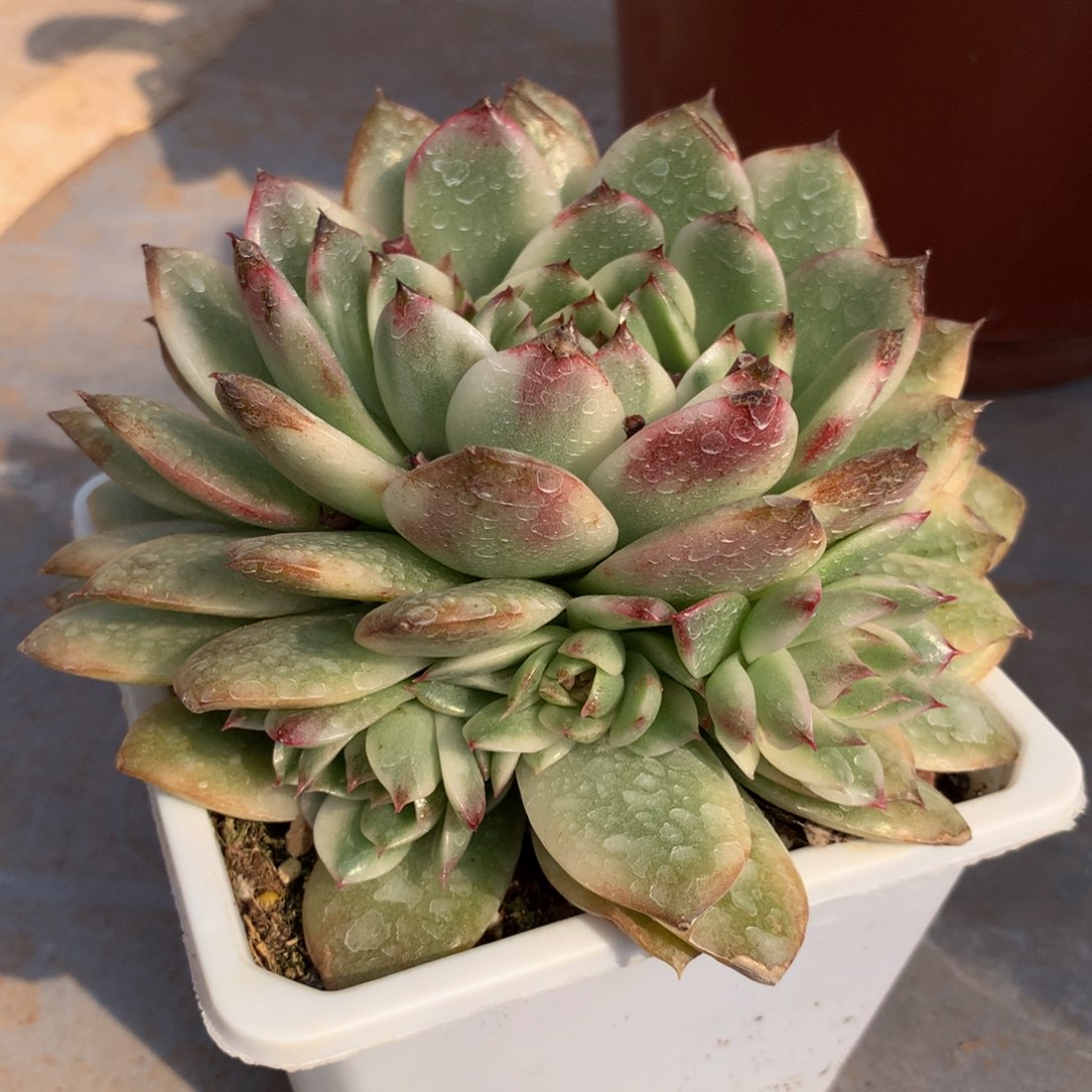 绿水晶锦九捧一大捧花