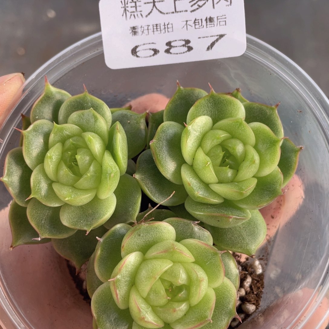糕大上多肉植物687