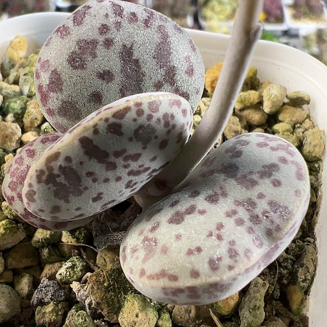 花蛋单头纯木质桩多肉植物