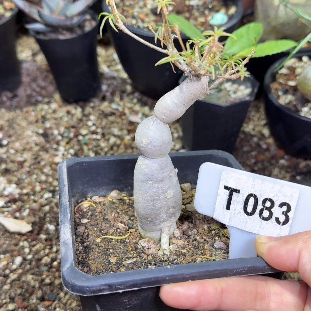 福利柳叶麒麟带盆发