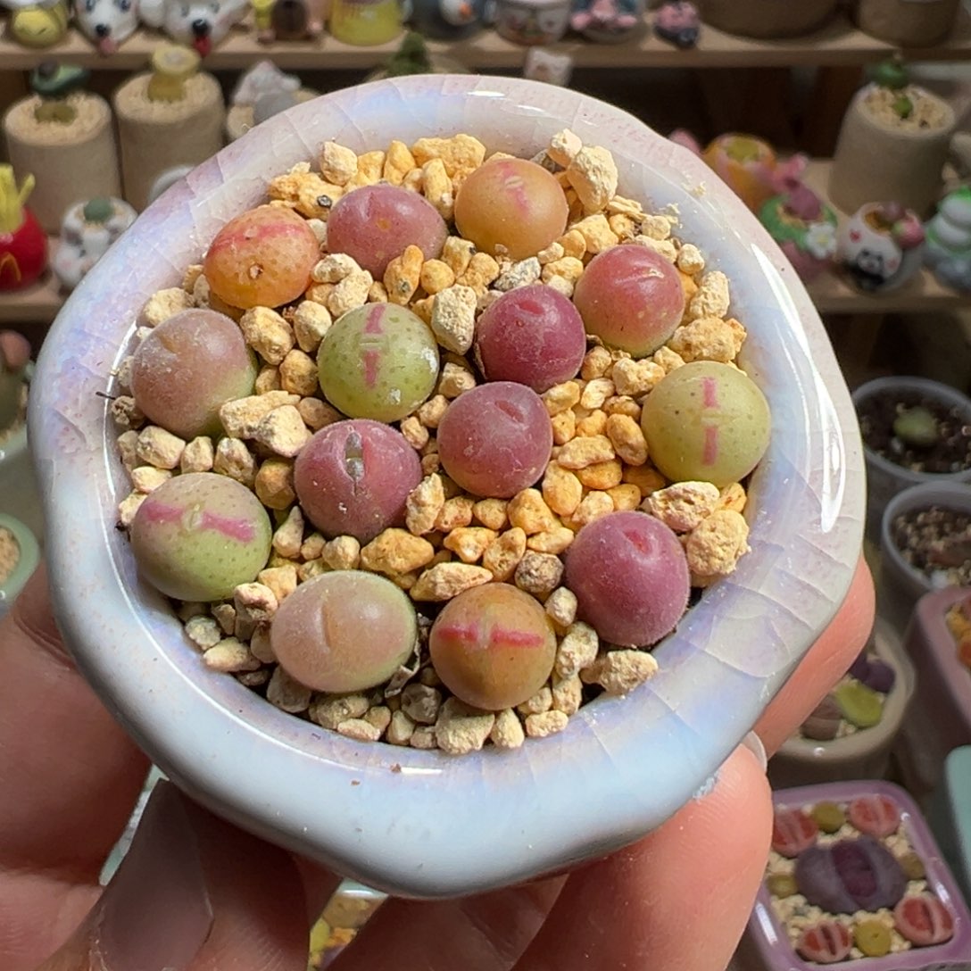 多肉植物79号少将毛翠滴