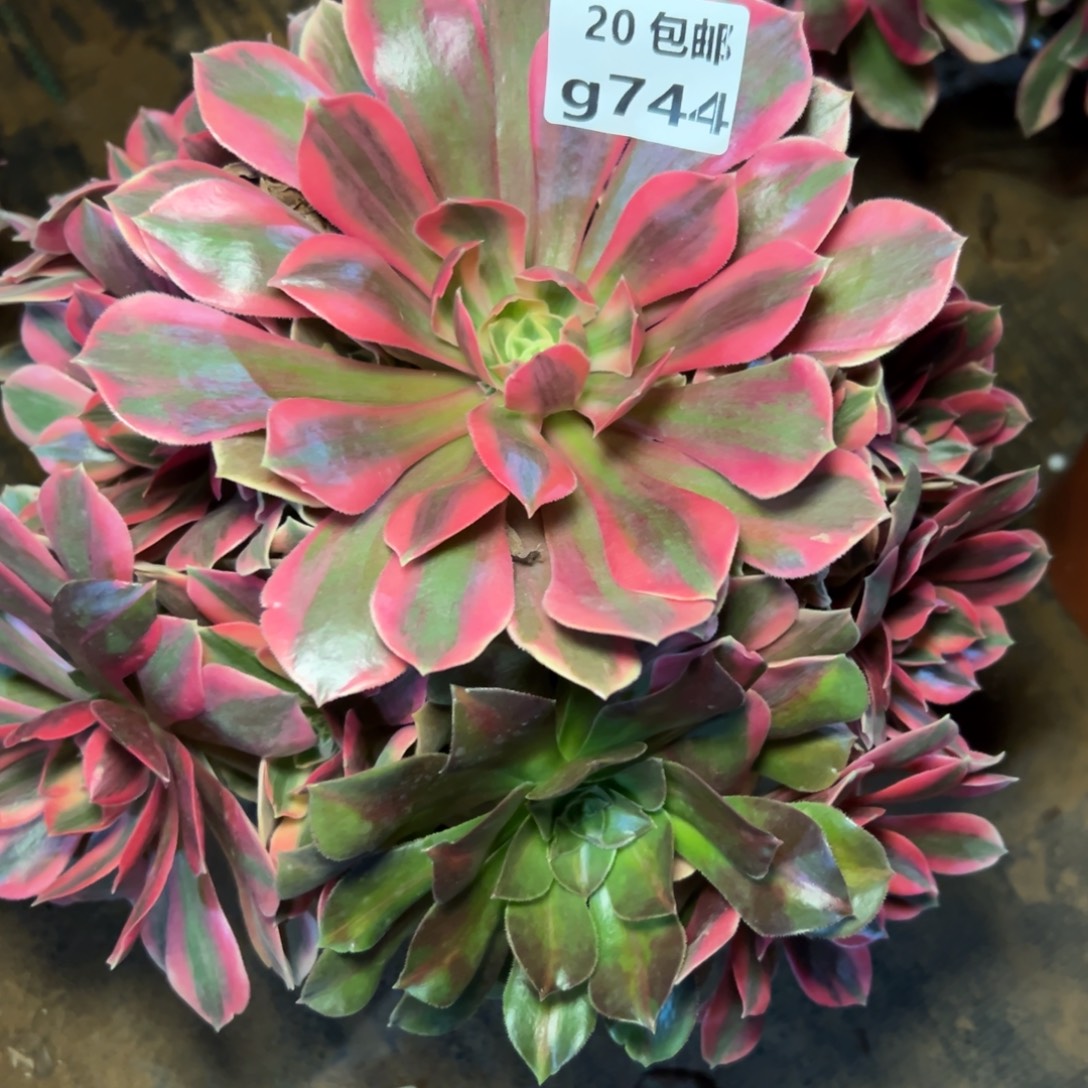 744女妖，满20包邮嘟叮熊