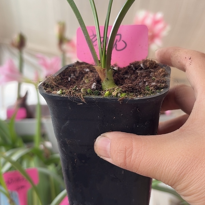 无花朵初见朱顶红直径1.8