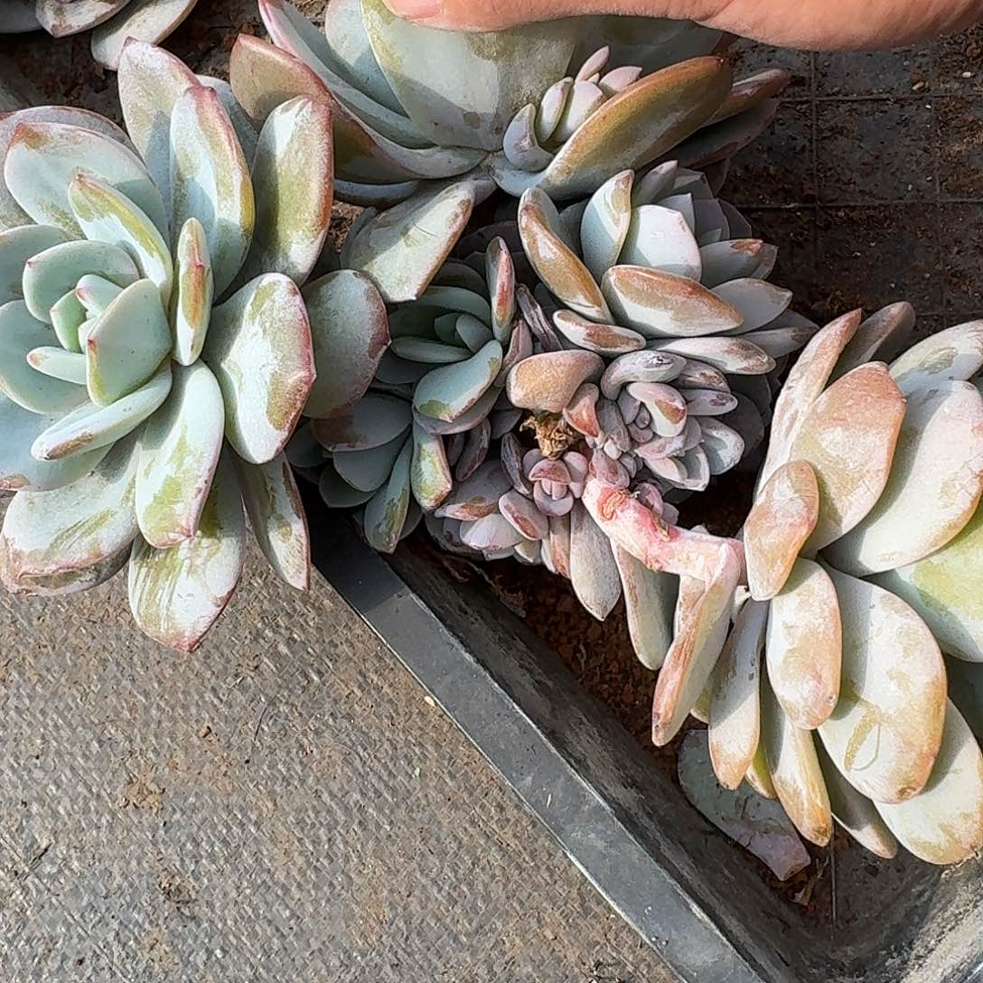 A175售后范围：签收起7天内