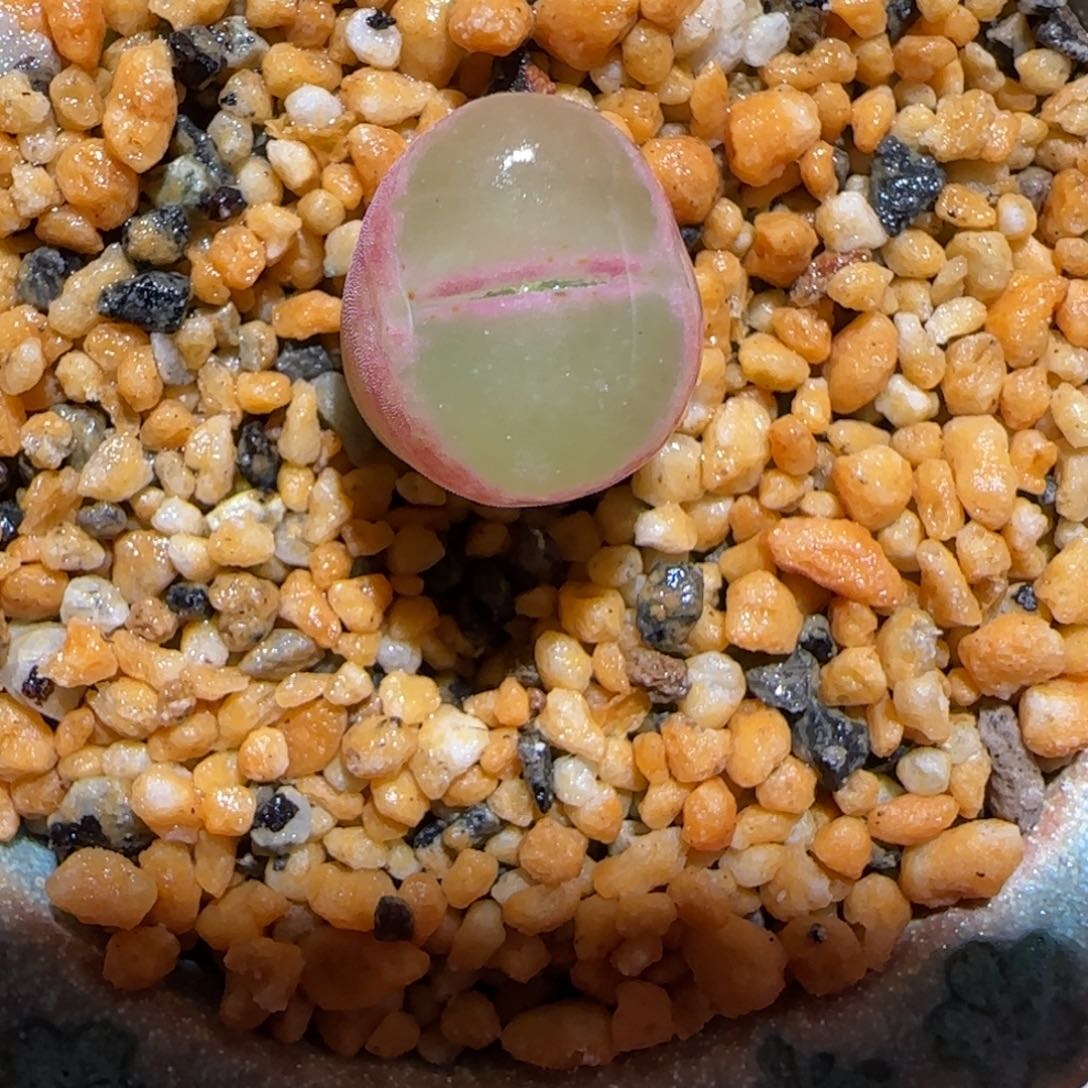 肉锥多肉植物百科-绿焰1231