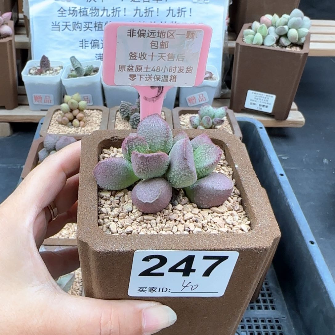 247赛猪肝多肉植物