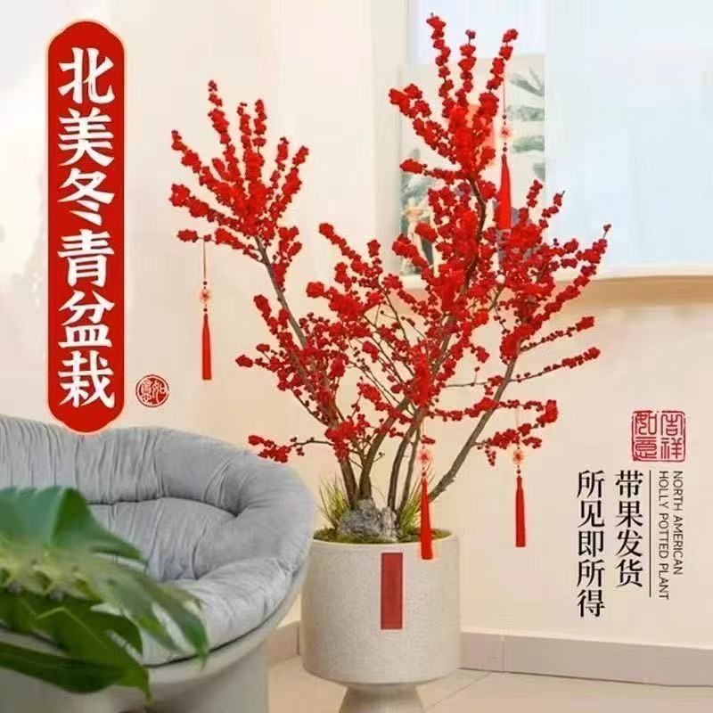 【北美冬青】红果果发财果室内花卉绿植盆栽耐寒乔迁喜庆年宵花盆景