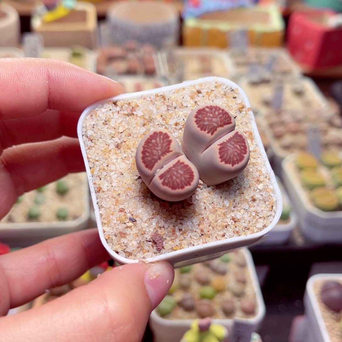 201号带盆盆包邮发货