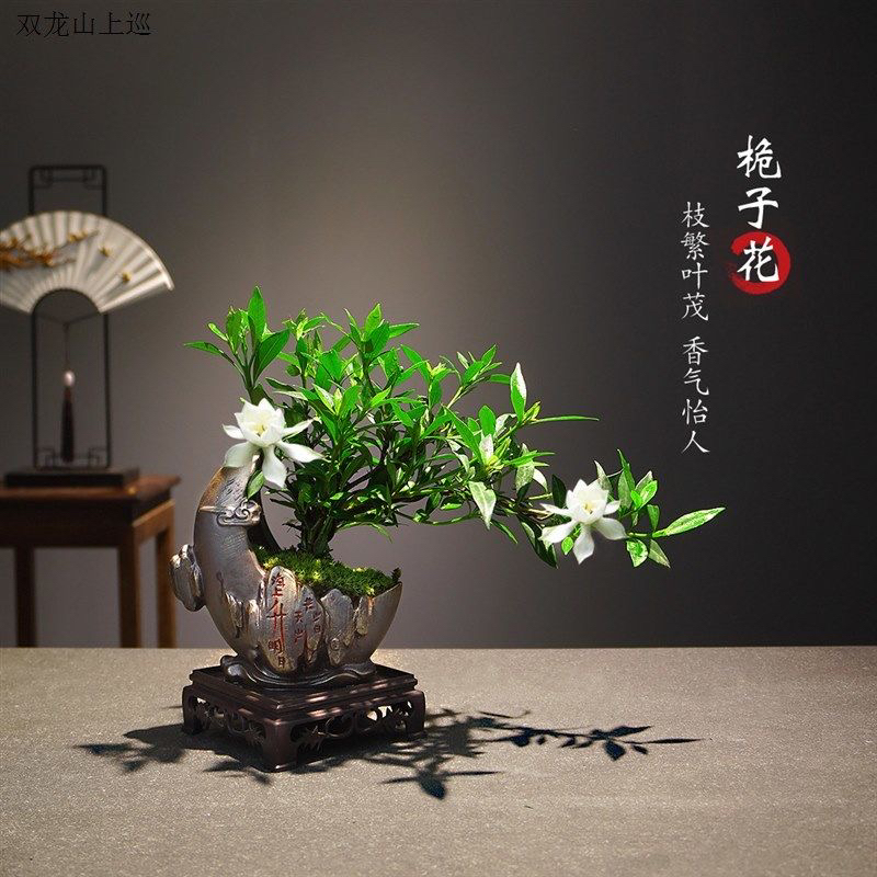 栀子花大小老桩可水培可土培可鱼缸造景