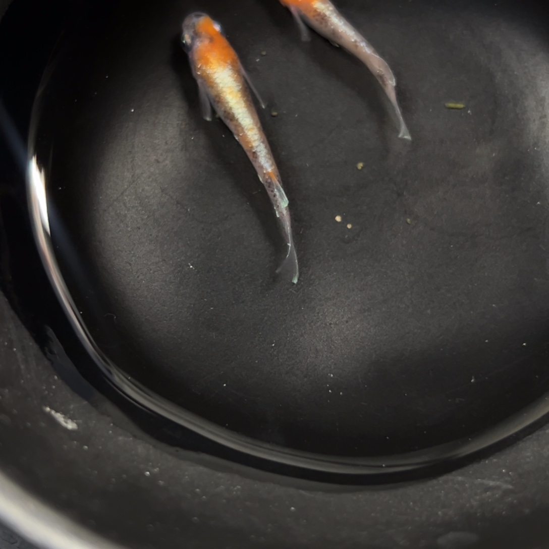 海水鱼我就觉得惊喜好的季节