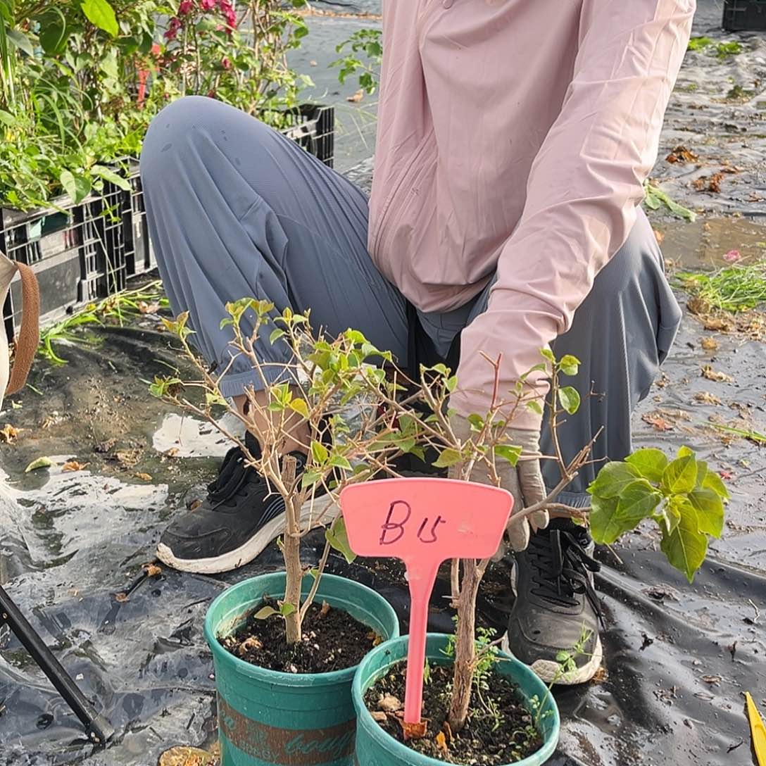 大部分花苞少量开放B15一颗