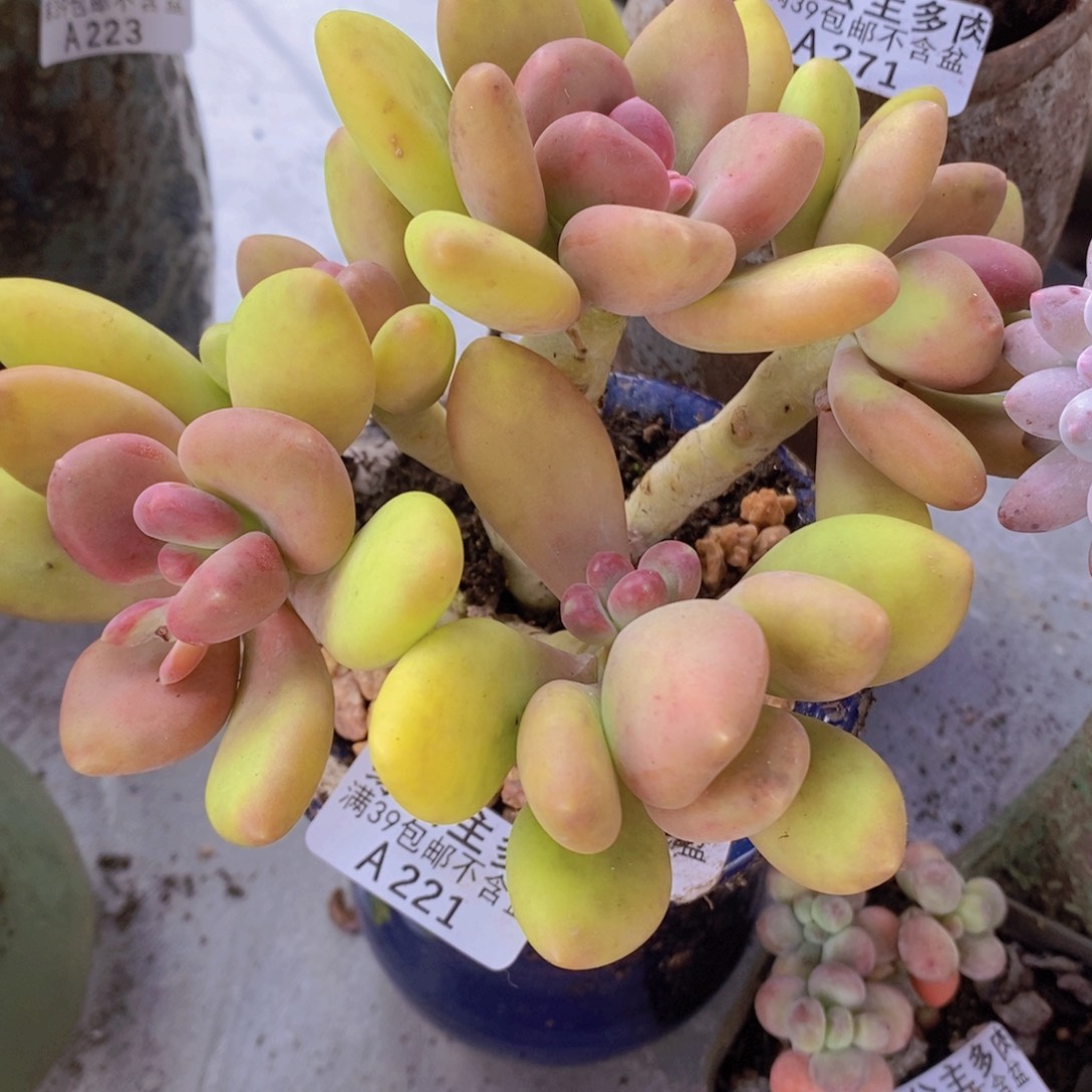 芒果奶老桩13cm221多肉植物