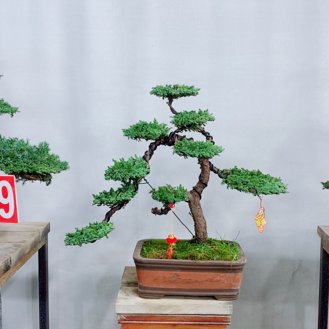 原生龙爪松盆景盆栽