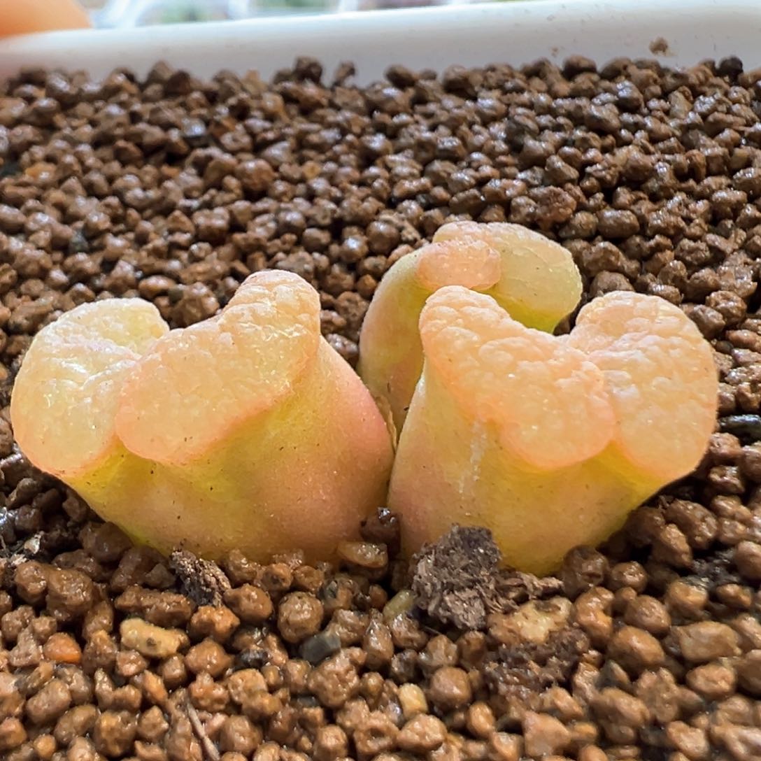 美磁铁 肉锥植物