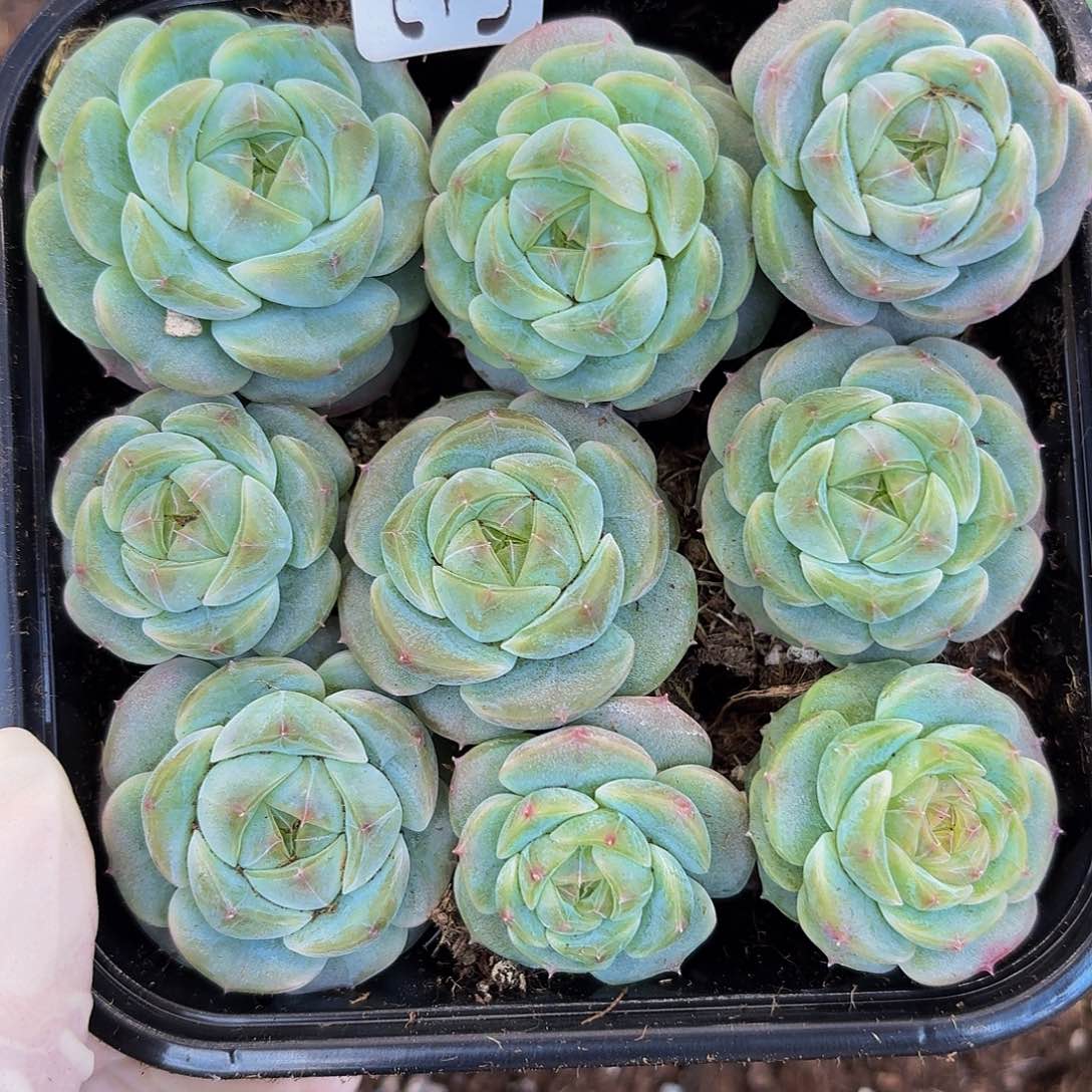 桔*多肉植物多肉植物366