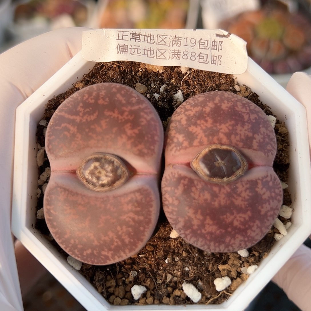 好养易活生石花大母本8934