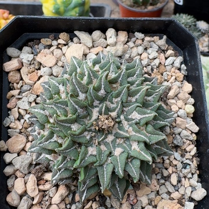 397萝卜根螺旋象足黑牡丹