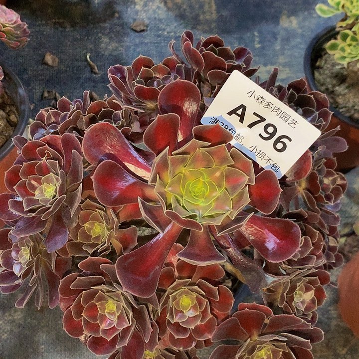 796花娜不包生死