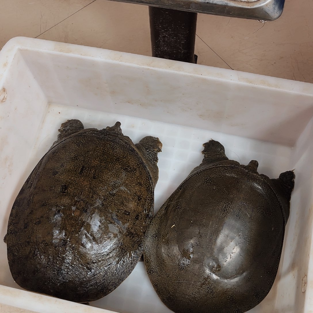 中国大陆野生甲鱼包邮包活