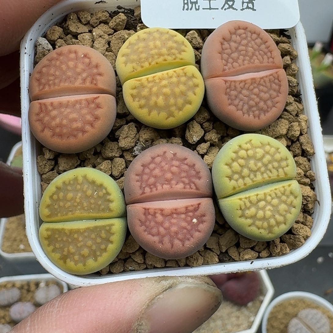 多***喵120多肉哈哈哈哈哈哈