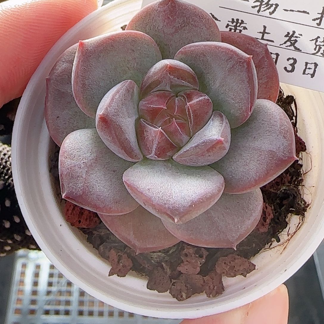 多肉0803-19琥珀天使珍妮