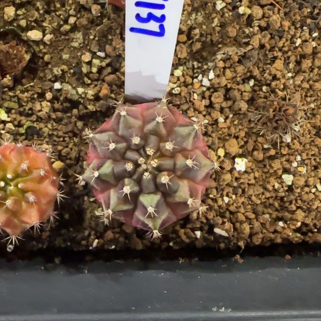 137-0115西皮呀b泰国发货多肉