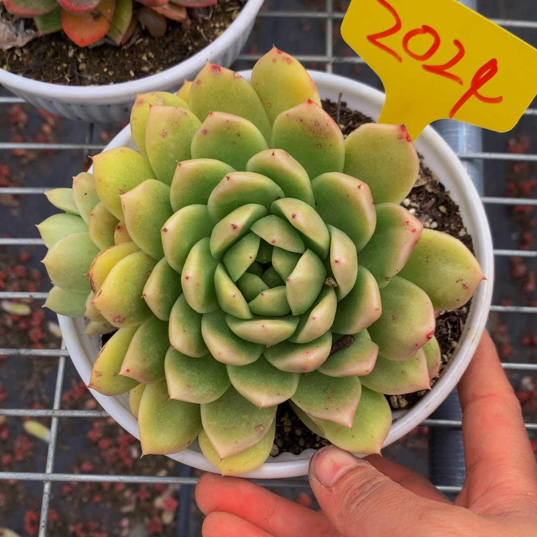 一物一拍2024-5-12