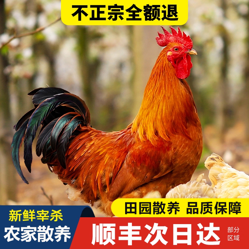 孙加强专属70/80小时候的味道 农家散养走地大公鸡老母鸡肉质鲜美