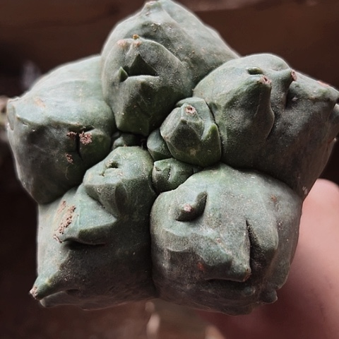 194处理仙人球嫁接的