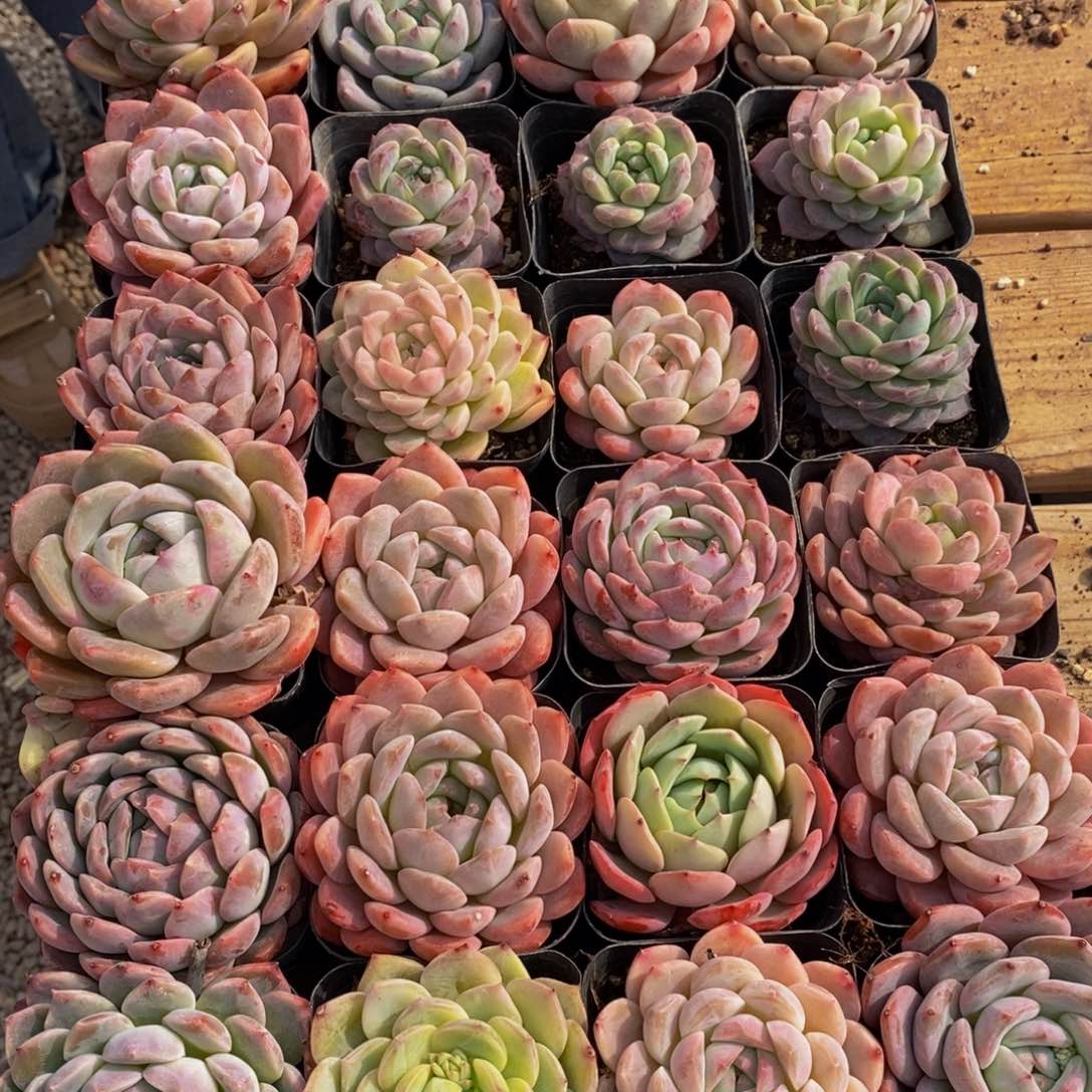 388的人生态度是一