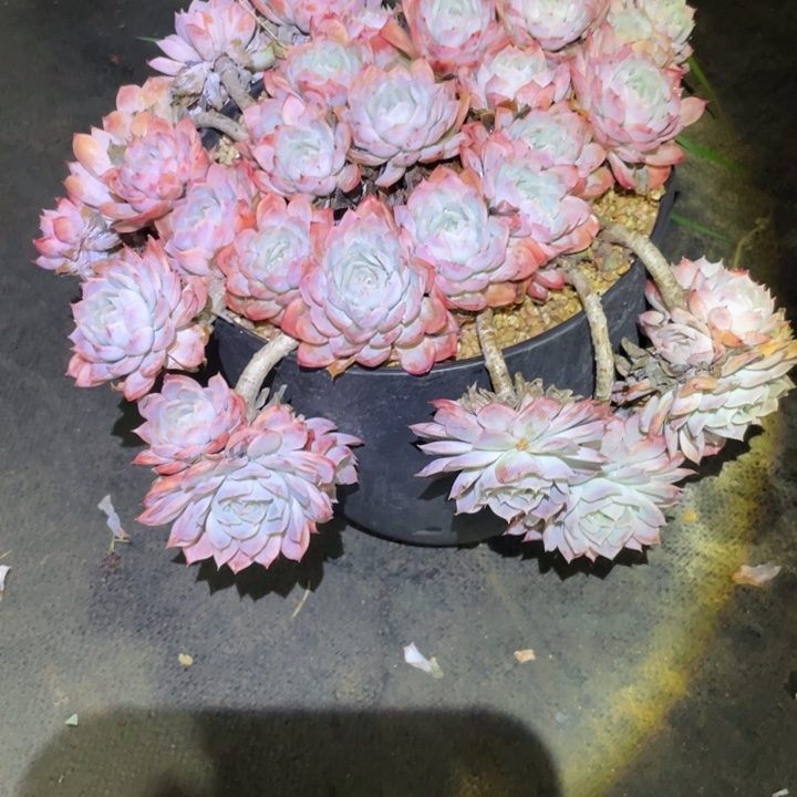 木***哲约瑟琳多肉一物一拍