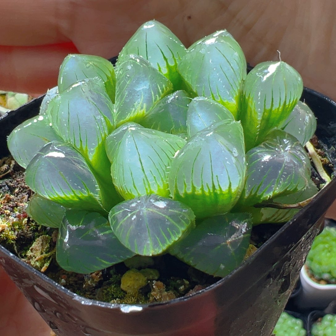 梦幻玉露多肉多肉多肉